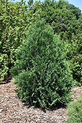 Technito Arborvitae (Thuja occidentalis 'Bailjohn') at Lurvey Garden Center