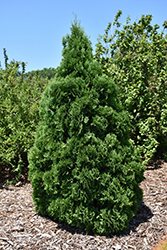 Holmstrup Arborvitae (Thuja occidentalis 'Holmstrup') at Lurvey Garden Center