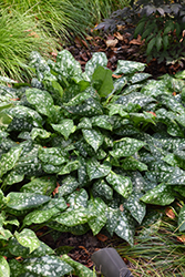 Sissinghurst White Lungwort (Pulmonaria 'Sissinghurst White') at Lurvey Garden Center