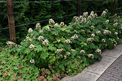 Sikes Dwarf Hydrangea (Hydrangea quercifolia 'Sikes Dwarf') at Lurvey Garden Center