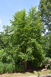 Cinnamon Flakes Chinese Birch (Betula chinensis 'KLMDD') at Lurvey Garden Center