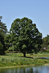 English Oak (Quercus robur) at Lurvey Garden Center