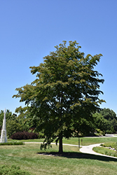 Accolade Elm (Ulmus 'Morton') at Lurvey Garden Center
