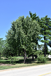 Skinner's Cutleaf Silver Maple (Acer saccharinum 'Skinneri') at Lurvey Garden Center