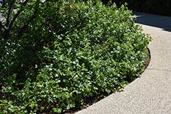 Gro-Low Fragrant Sumac (Rhus aromatica 'Gro-Low') at Lurvey Garden Center