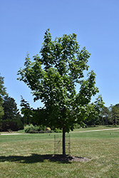Crescendo Sugar Maple (Acer saccharum 'Morton Crescendo') at Lurvey Garden Center