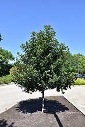 Metro Gold Hedge Maple (Acer campestre 'Panacek') at Lurvey Garden Center