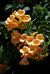 Yellow Trumpetvine (Campsis radicans 'Flava') at Lurvey Garden Center