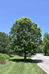 Bur Oak (Quercus macrocarpa) at Lurvey Garden Center