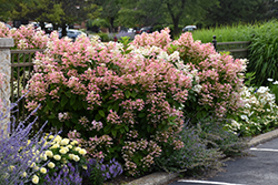 Quick Fire Hydrangea (Hydrangea paniculata 'Bulk') at Lurvey Garden Center
