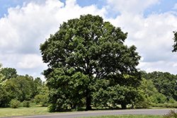 Swamp White Oak (Quercus bicolor) at Lurvey Garden Center