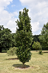 Regal Prince English Oak (Quercus 'Regal Prince') at Lurvey Garden Center