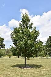 Heritage English Oak (Quercus x macdanielii 'Clemons') at Lurvey Garden Center