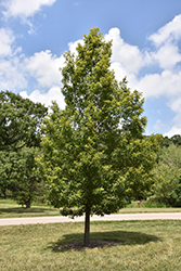 Sawtooth Oak (Quercus acutissima) at Lurvey Garden Center