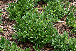 Low Scape Hedger Aronia (Aronia melanocarpa 'UCONNAM166') at Lurvey Garden Center
