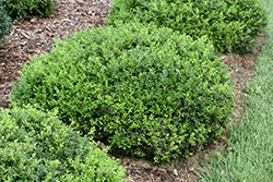 Tide Hill Boxwood (Buxus microphylla 'Tide Hill') at Lurvey Garden Center