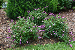 Lo & Behold Pink Micro Chip Butterfly Bush (Buddleia 'Pink Micro Chip') at Lurvey Garden Center