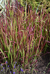 Red Baron Japanese Blood Grass (Imperata cylindrica 'Red Baron') at Lurvey Garden Center