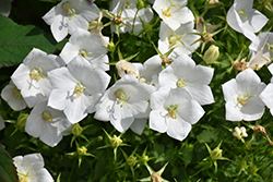 White Clips Bellflower (Campanula carpatica 'White Clips') at Lurvey Garden Center