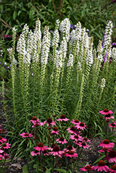 Floristan White Blazing Star (Liatris spicata 'Floristan White') at Lurvey Garden Center