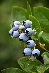 Northblue Blueberry (Vaccinium 'Northblue') at Lurvey Garden Center