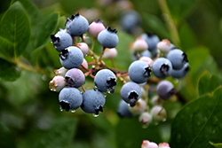 Bluecrop Blueberry (Vaccinium corymbosum 'Bluecrop') at Lurvey Garden Center