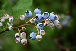 Highbush Blueberry (Vaccinium corymbosum) at Lurvey Garden Center