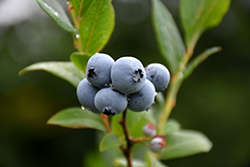 Northsky Blueberry (Vaccinium 'Northsky') at Lurvey Garden Center