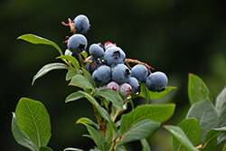 Northland Blueberry (Vaccinium corymbosum 'Northland') at Lurvey Garden Center