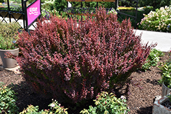 Red Torch Japanese Barberry (Berberis thunbergii 'Red Torch') at Lurvey Garden Center
