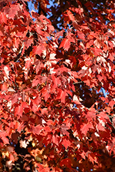 Matador Maple (Acer x freemanii 'Bailston') at Lurvey Garden Center