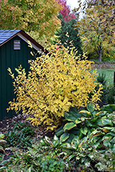 Vernal Witchhazel (Hamamelis vernalis) at Lurvey Garden Center