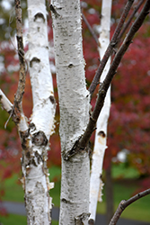White Satin Birch (Betula utilis 'White Satin') at Lurvey Garden Center