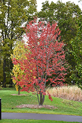 Redpointe Red Maple (clump) (Acer rubrum 'Frank Jr.') at Lurvey Garden Center