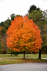 Majesty Sugar Maple (Acer saccharum 'Flax Mill Majesty') at Lurvey Garden Center