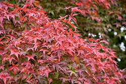 Beni Tsukasa Japanese Maple (Acer palmatum 'Beni Tsukasa') at Lurvey Garden Center
