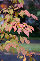 Manchurian Maple (Acer mandshuricum) at Lurvey Garden Center