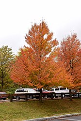 Karpick Red Maple (Acer rubrum 'Karpick') at Lurvey Garden Center