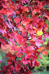 Red Maple (Acer rubrum) at Lurvey Garden Center