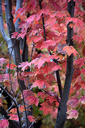 Autumn Spire Red Maple (Acer rubrum 'Autumn Spire') at Lurvey Garden Center