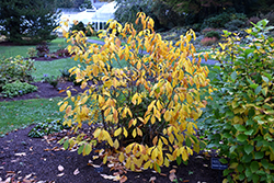 Spicebush (Lindera benzoin) at Lurvey Garden Center