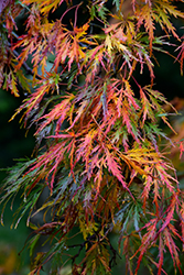 Cutleaf Japanese Maple (Acer palmatum 'Dissectum') at Lurvey Garden Center