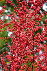 Winter Red Winterberry (Ilex verticillata 'Winter Red') at Lurvey Garden Center