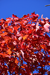 October Glory Red Maple (Acer rubrum 'October Glory') at Lurvey Garden Center