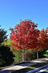 Crescendo Sugar Maple (Acer saccharum 'Morton Crescendo') at Lurvey Garden Center