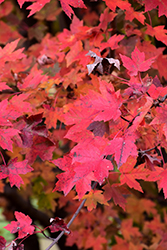 Redpointe Red Maple (Acer rubrum 'Frank Jr.') at Lurvey Garden Center