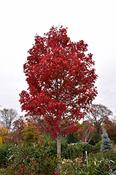 October Glory Red Maple (Acer rubrum 'October Glory') at Lurvey Garden Center