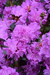 P.J.M. Regal Rhododendron (Rhododendron 'P.J.M. Regal') at Lurvey Garden Center