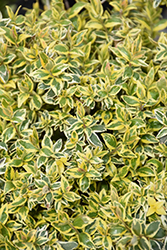 Radiance Abelia (Abelia x grandiflora 'Radiance') at Lurvey Garden Center
