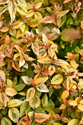 Kaleidoscope Abelia (Abelia x grandiflora 'Kaleidoscope') at Lurvey Garden Center